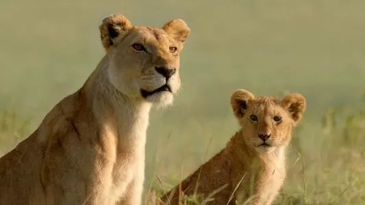 Image LION 2